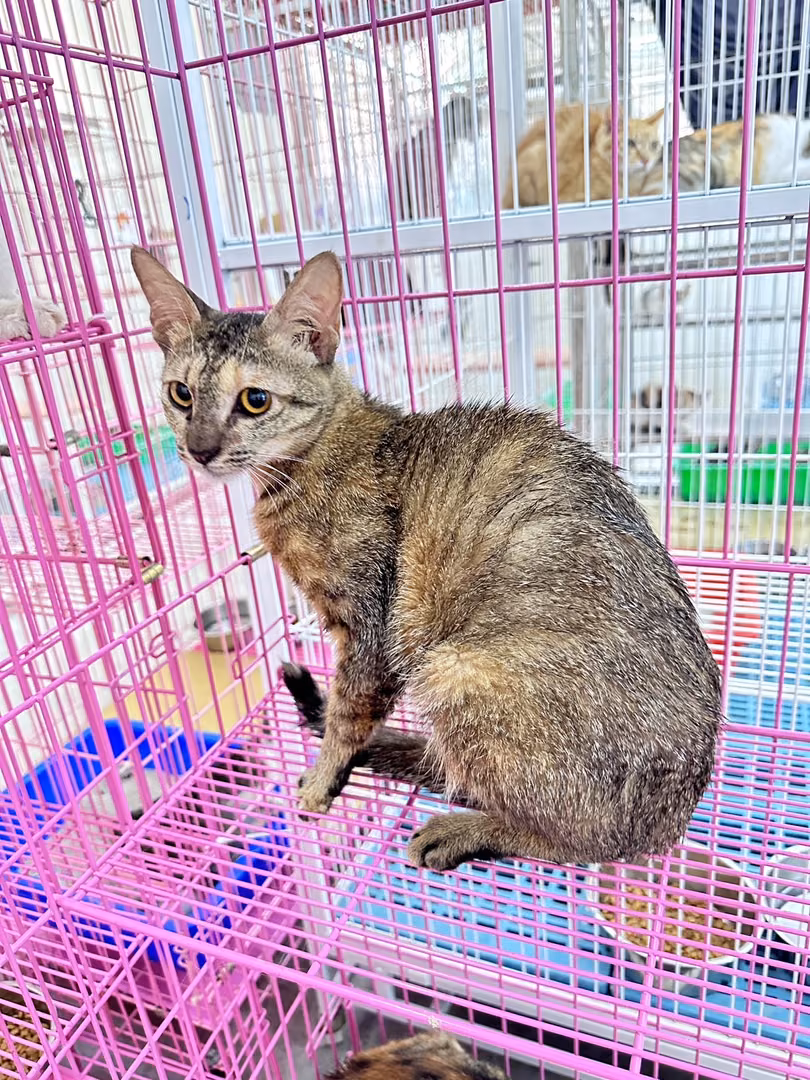Tabby adult female mixed-breed cat, Large, shelter no. …4004
