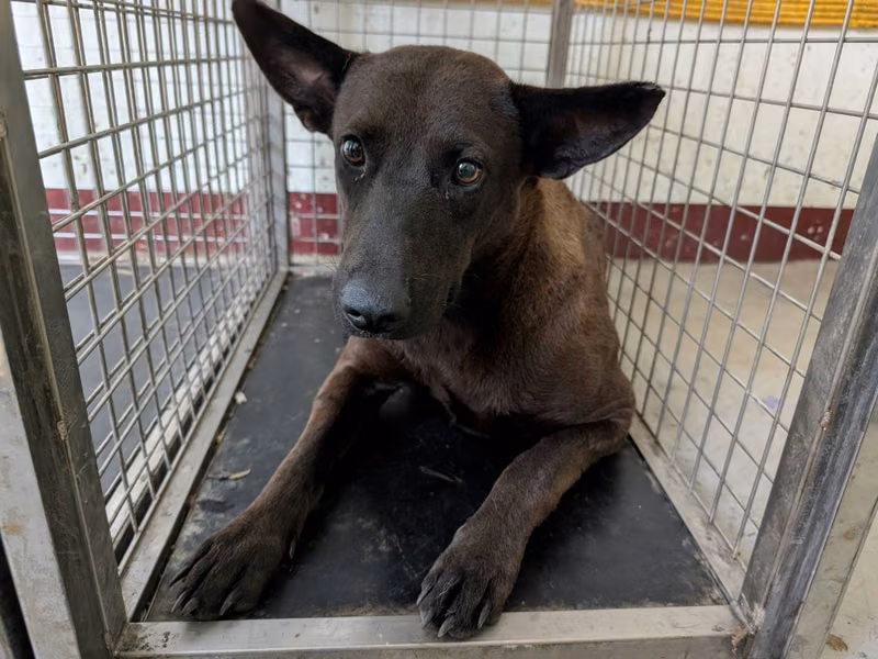 Black adult female mixed-breed dog, Large, shelter no. …3017