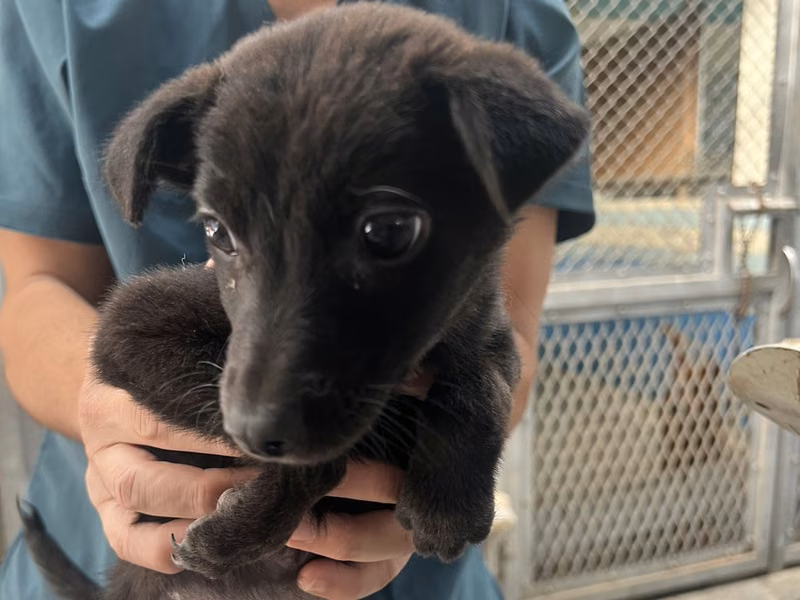 Black young female mixed-breed dog, Small, shelter no. …7033