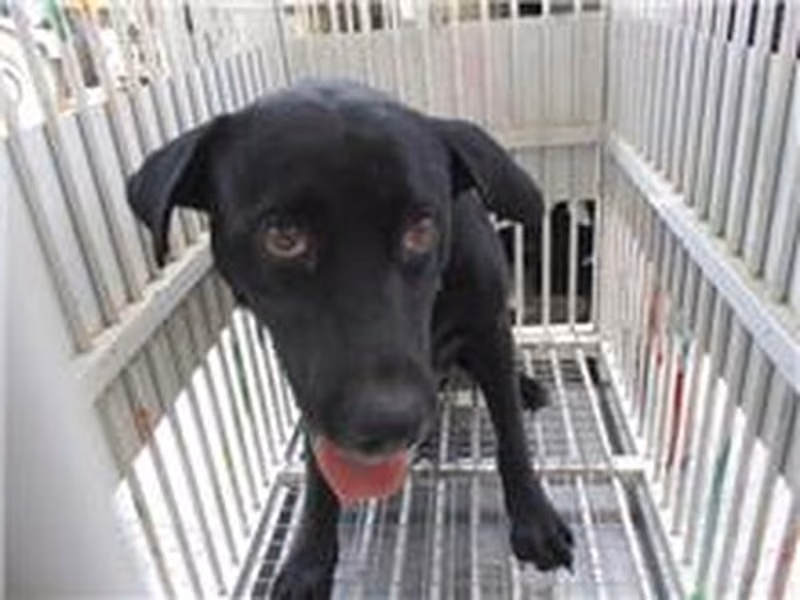 Black female mixed-breed dog, Medium, shelter no. …1013
