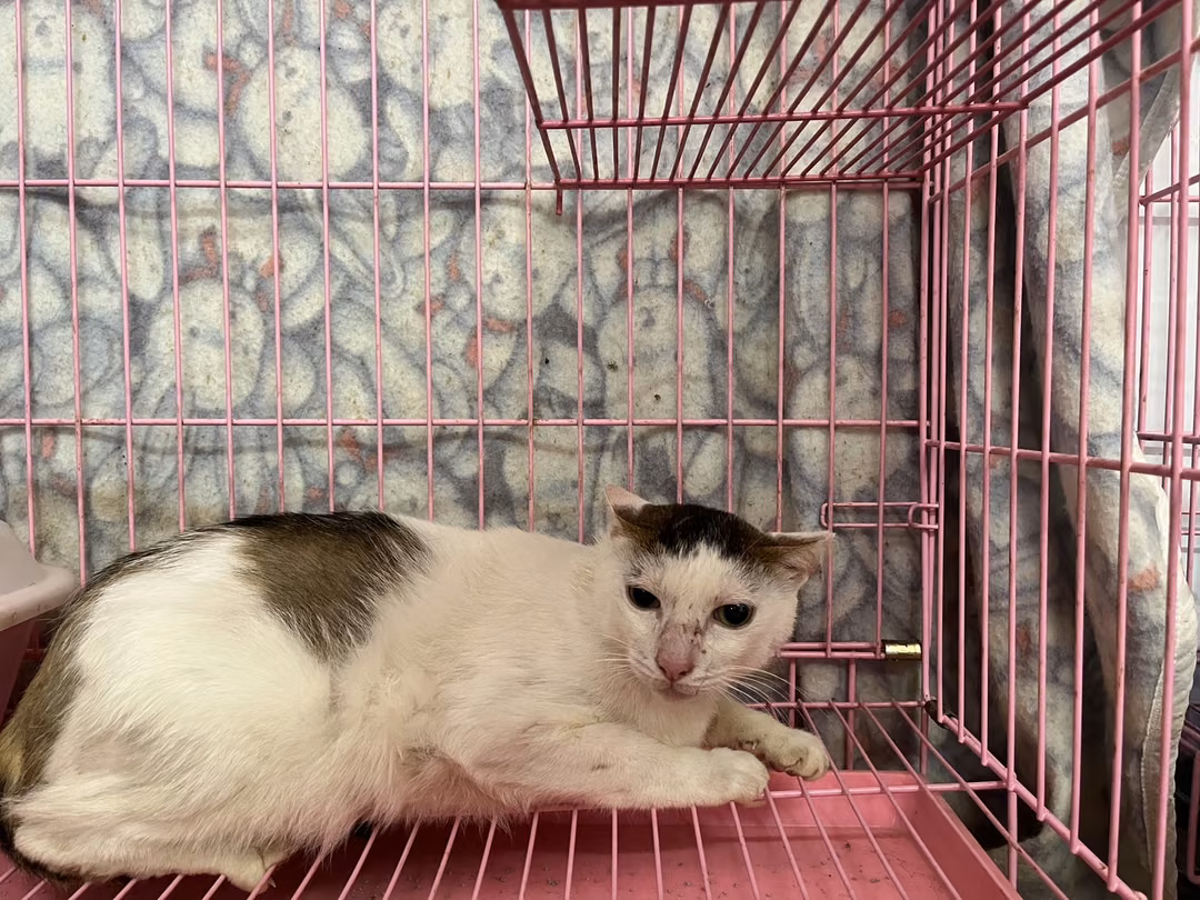 Tabby-and-white adult male mixed-breed cat, Medium, shelter no. …0607