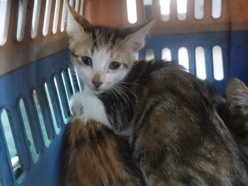 Tabby-and-white young mixed-breed cat, Medium, shelter no. …0585