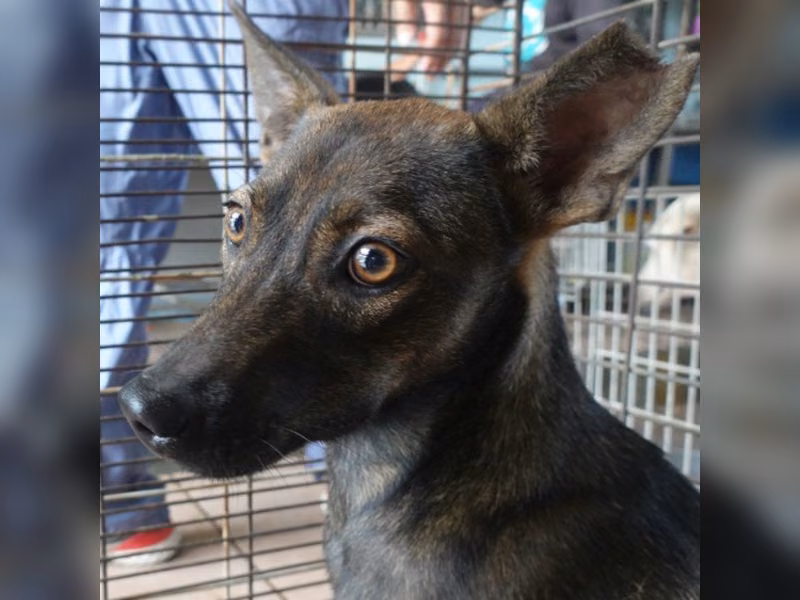 Black-and-tan adult male mixed-breed dog, Medium, shelter no. …7-03