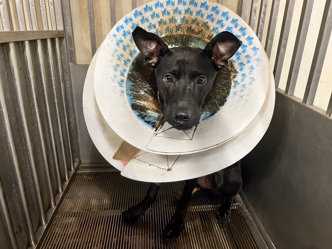 Black adult female mixed-breed dog, Medium, shelter no. …4002