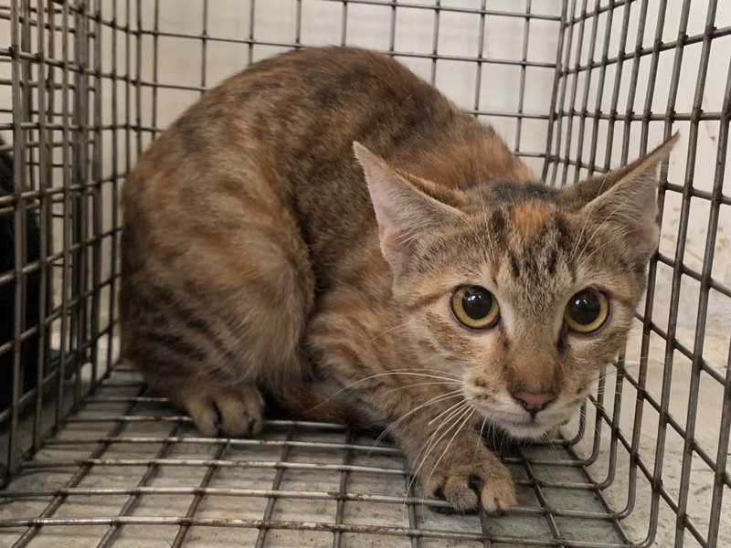Orange tabby young female mixed-breed cat, Small, shelter no. …0705