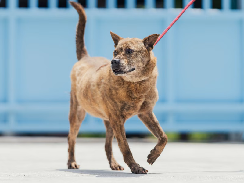 Black-and-gray adult male mixed-breed dog, Medium, shelter no. …5003