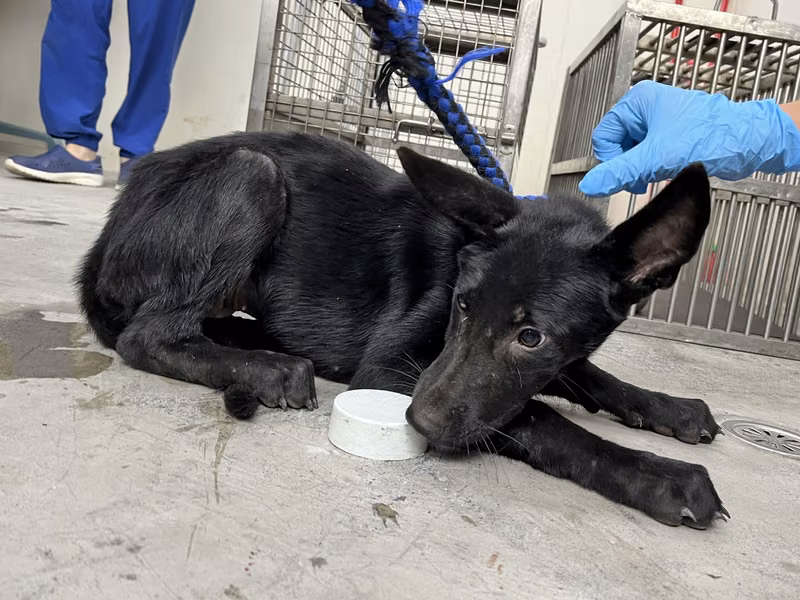 Black young female mixed-breed dog, Medium, shelter no. …0702