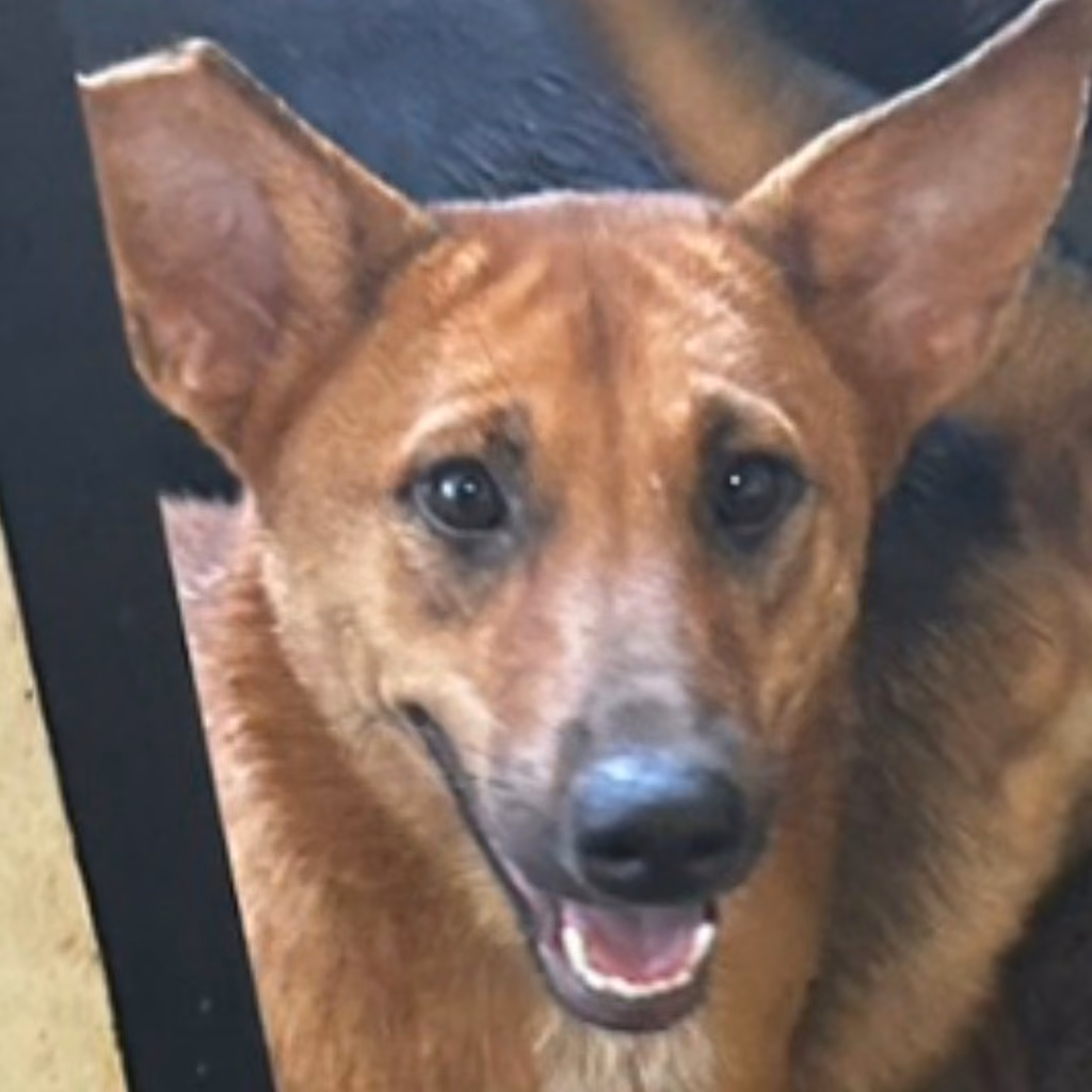 Black-and-tan adult female mixed-breed dog, Large, shelter no. …7062