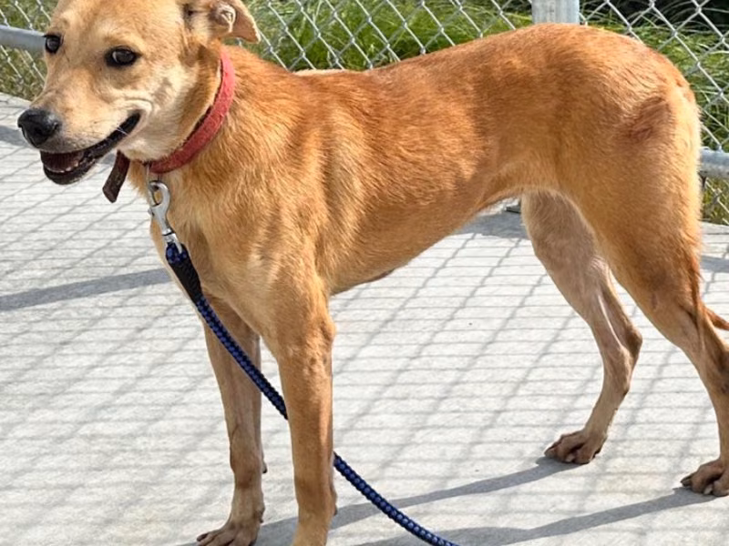 Tan adult female mixed-breed dog, Medium, shelter no. …0306