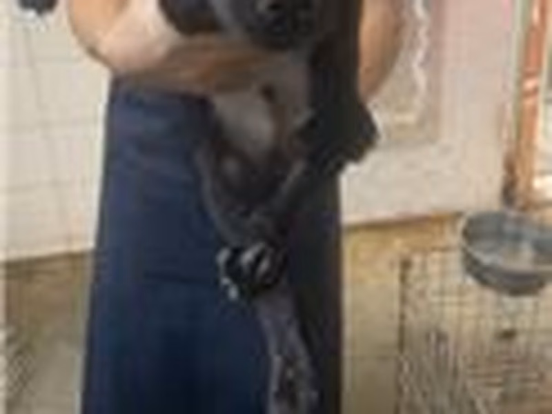 Black adult male mixed-breed dog, Small, shelter no. …7002