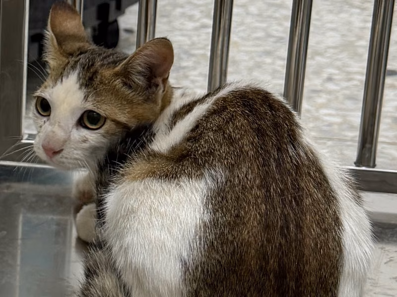 Tabby-and-white adult female mixed-breed cat, Small, shelter no. …5012