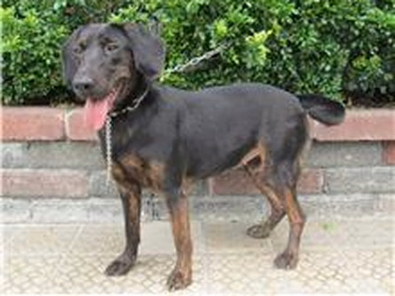 Black adult female mixed-breed dog, Large, shelter no. …6245