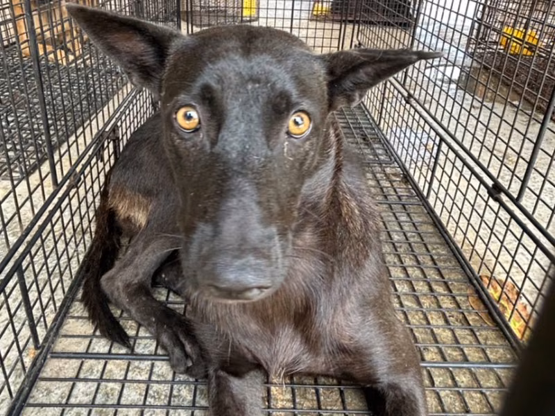 Black adult female mixed-breed dog, Large, shelter no. …9054