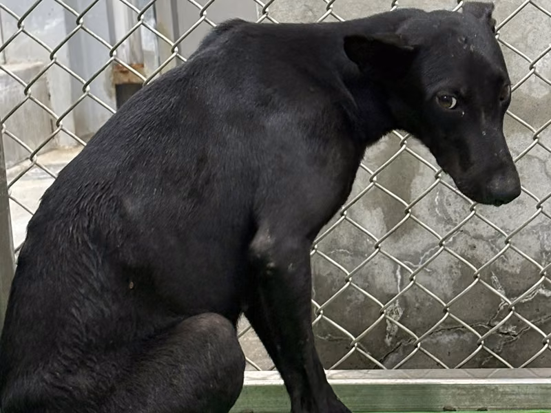 Black adult female mixed-breed dog, Medium, shelter no. …4001