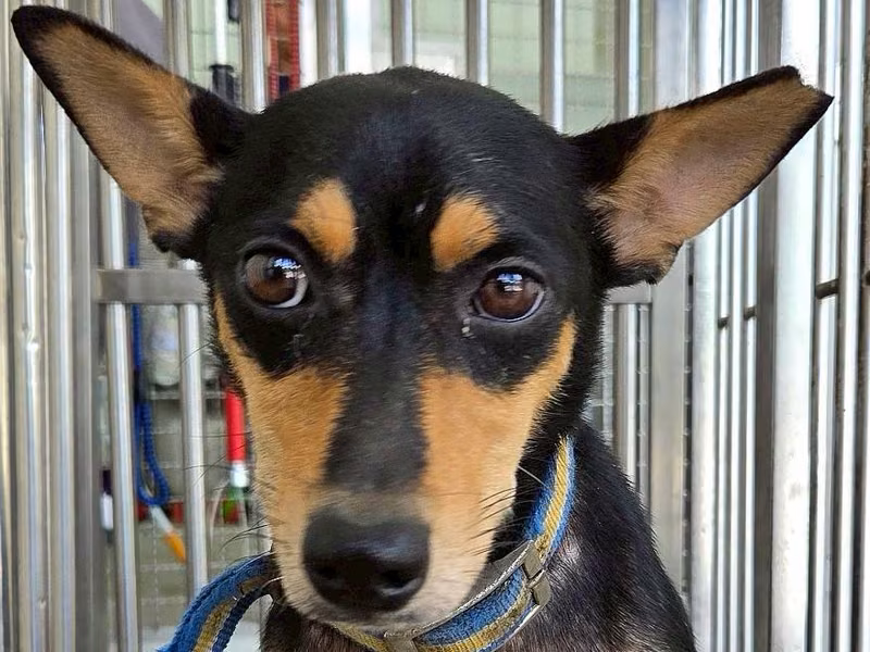 Black-and-brown adult female mixed-breed dog, Medium, shelter no. …3002