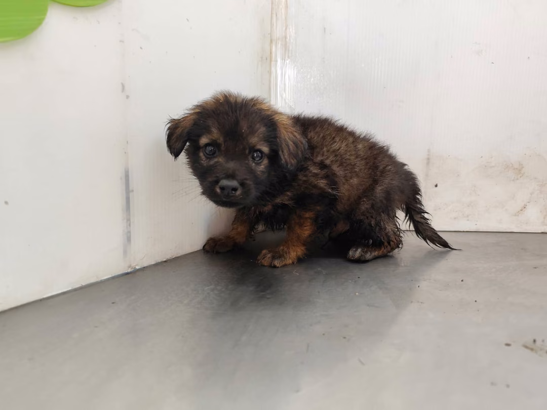Black young male mixed-breed dog, Medium, shelter no. …1109