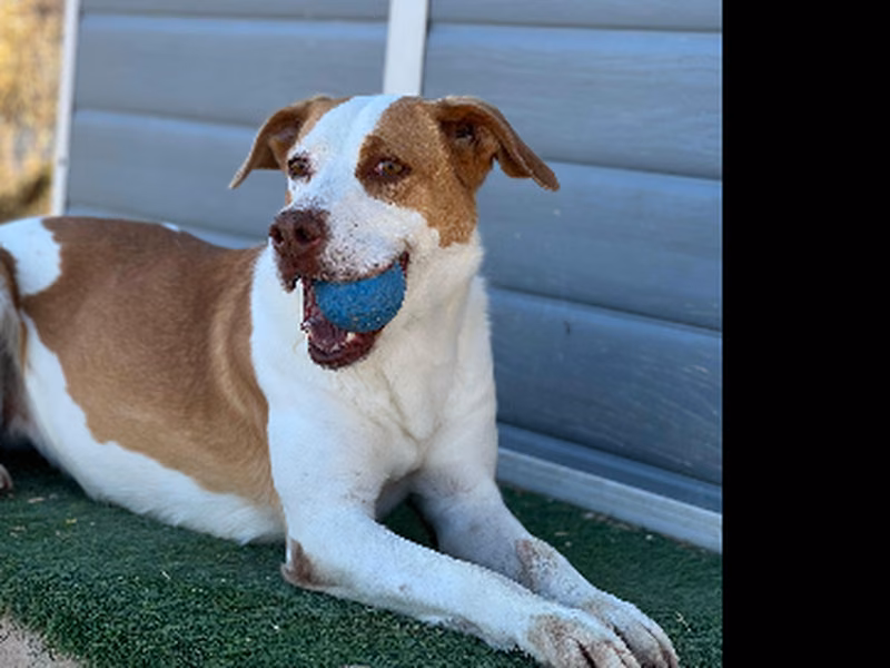 Chirla, Adult · Female · Medium · Mixed breed