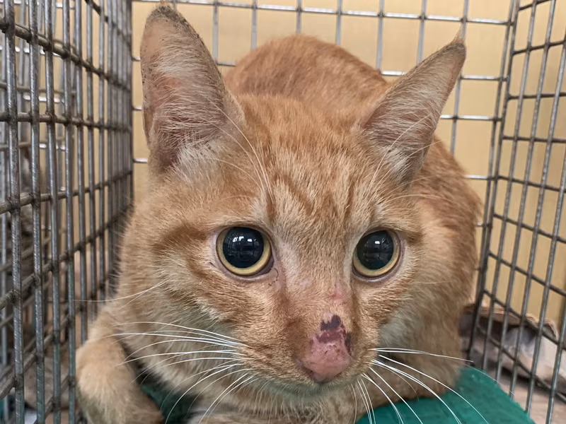Orange tabby adult male mixed-breed cat, Small, shelter no. …2606