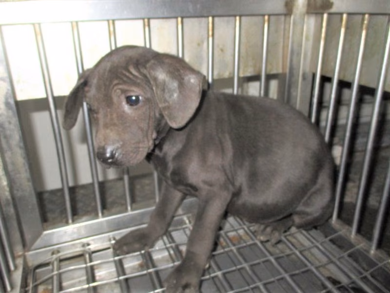 Black young male mixed-breed dog, Small, shelter no. …9003