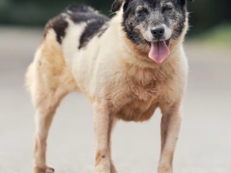Black-and-white adult female mixed-breed dog, Medium, shelter no. …5002