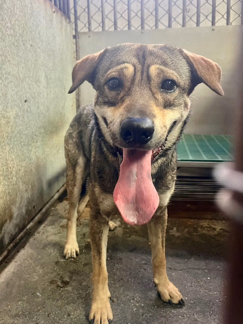 Black-and-tan adult male mixed-breed dog, Medium, shelter no. …9005