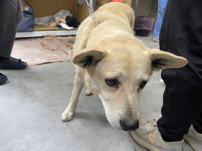 White adult male mixed-breed dog, Medium, shelter no. …1202