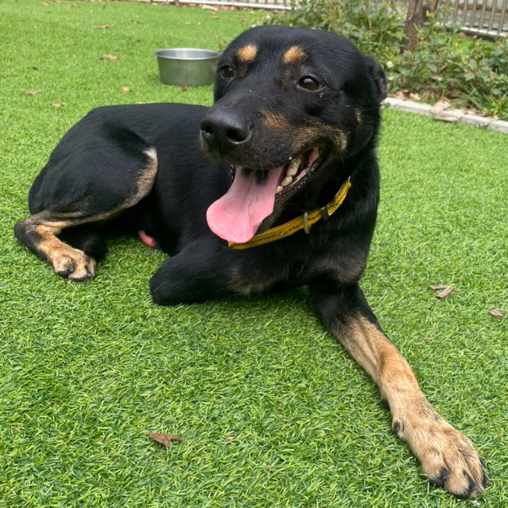 Black-and-tan adult male mixed-breed dog, Medium, shelter no. …4001