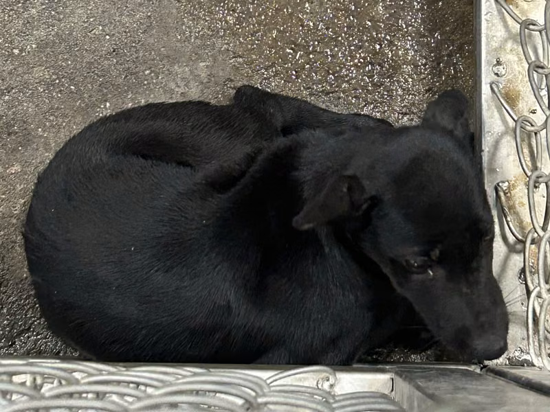 Black young female mixed-breed dog, Small, shelter no. …0001