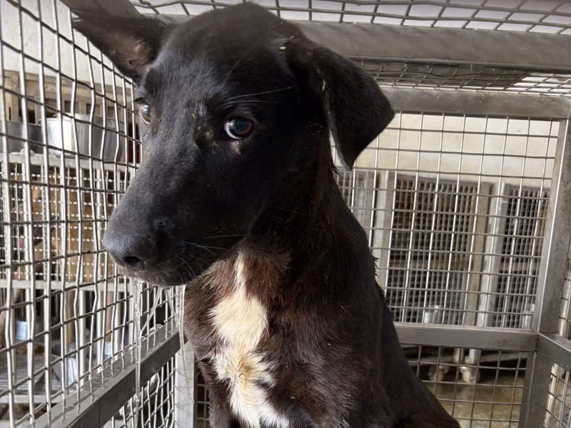Black-and-white adult female mixed-breed dog, Medium, shelter no. …2-03