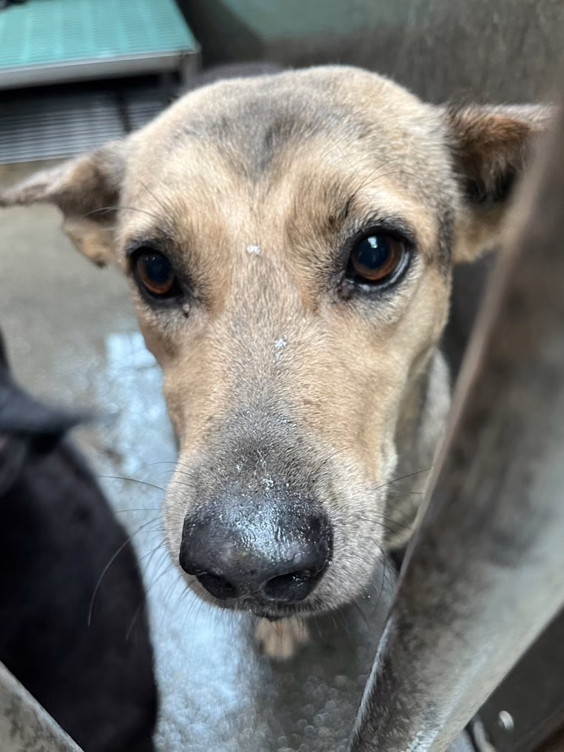 Brown-and-gray adult female mixed-breed dog, Medium, shelter no. …6001