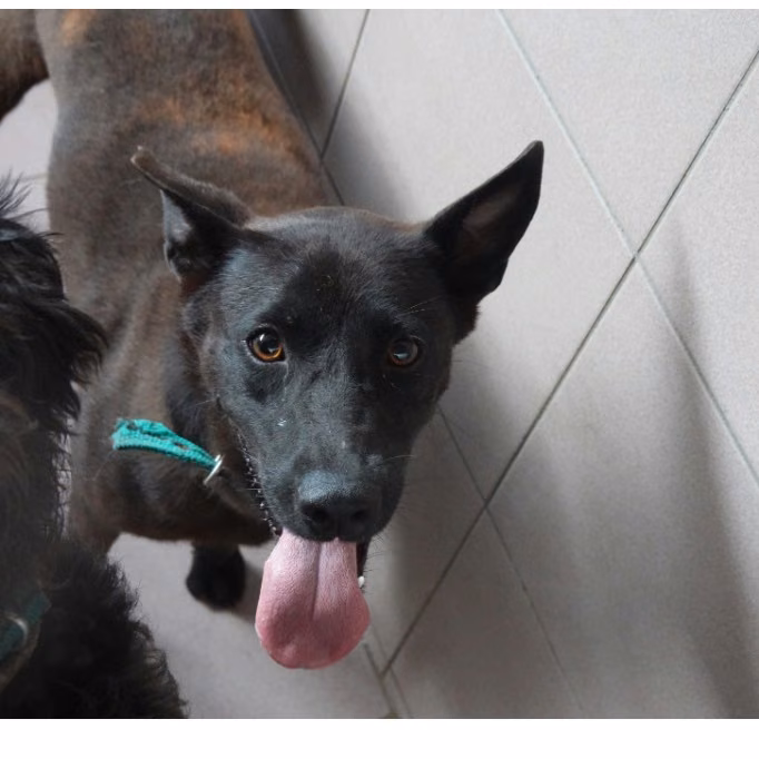 Black adult female mixed-breed dog, Medium, shelter no. …2-04