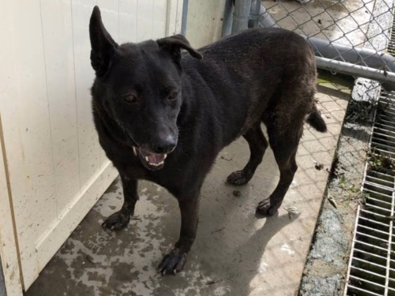 Black adult female mixed-breed dog, Medium, shelter no. …1304