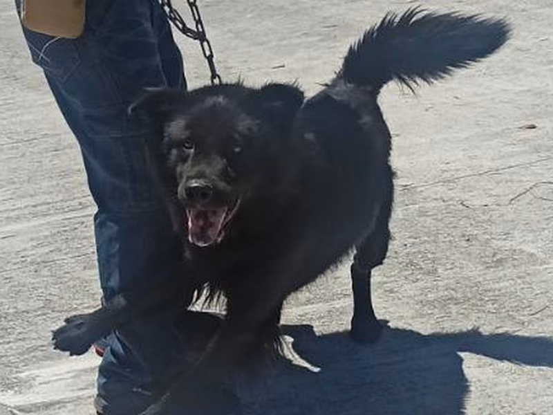 Black adult male mixed-breed dog, Medium, shelter no. …9D01