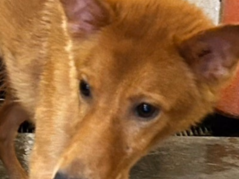 Tan adult female mixed-breed dog, Medium, shelter no. …2007