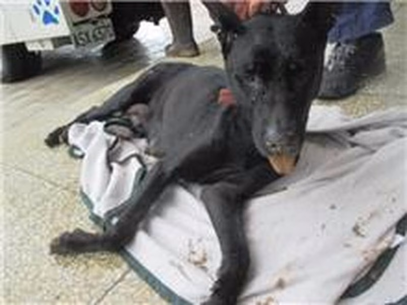Black adult female mixed-breed dog, Medium, shelter no. …9026