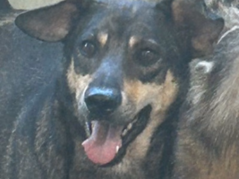 Tabby adult male mixed-breed dog, Medium, shelter no. …7030