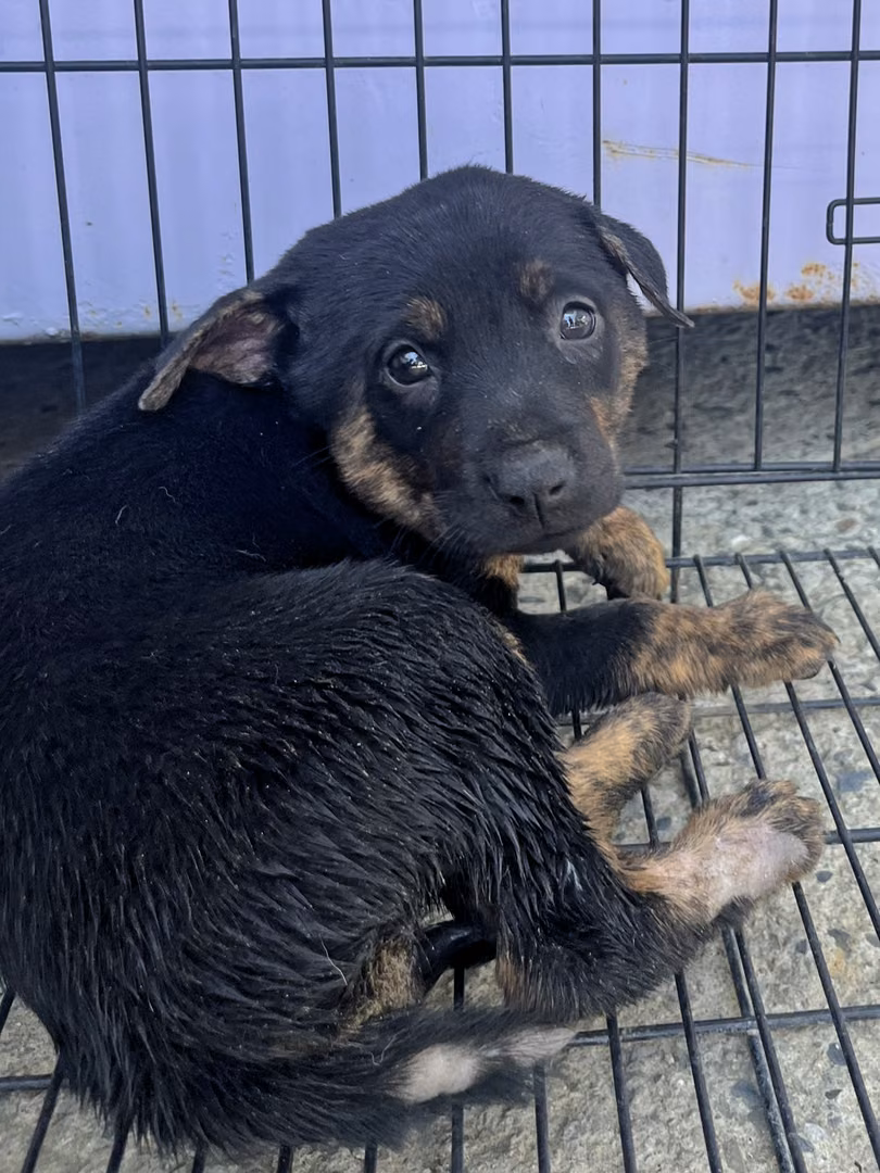 Black tabby young female mixed-breed dog, Small, shelter no. …5007