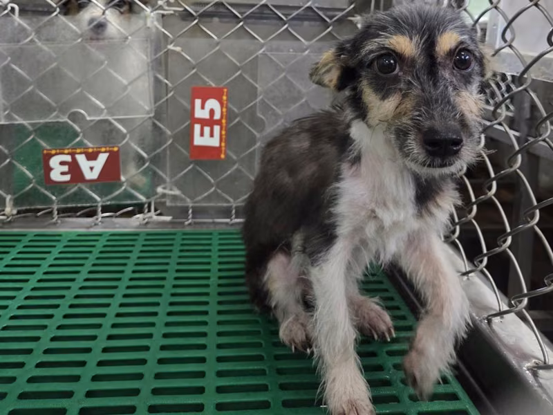Black adult female mixed-breed dog, Small, shelter no. …7002