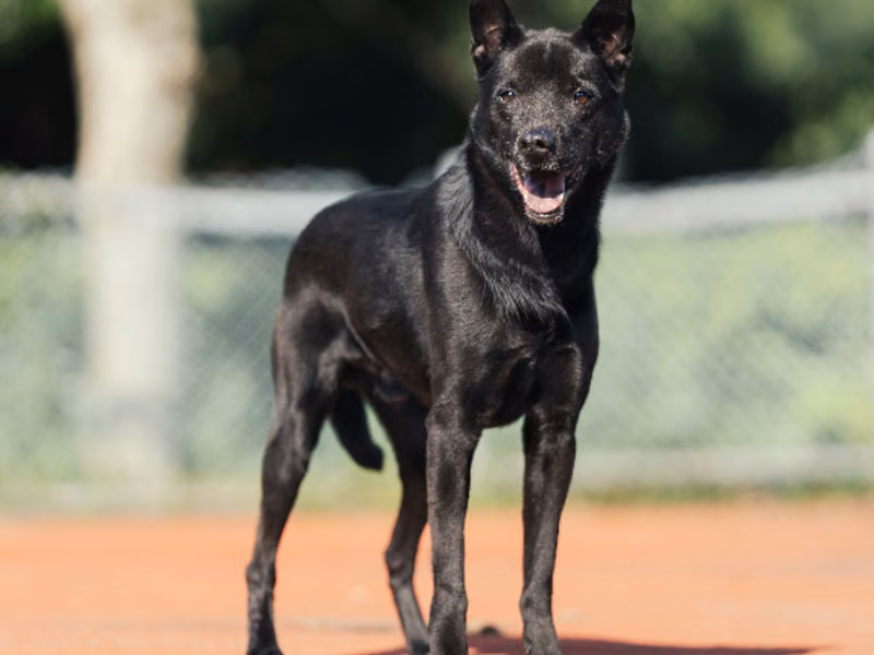 Black adult male mixed-breed dog, Medium, shelter no. …3106