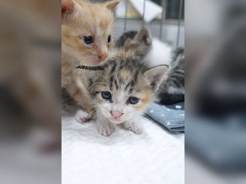 Calico young mixed-breed cat, Small, shelter no. …0762