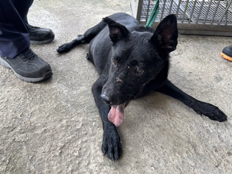Black adult male mixed-breed dog, Medium, shelter no. …1005