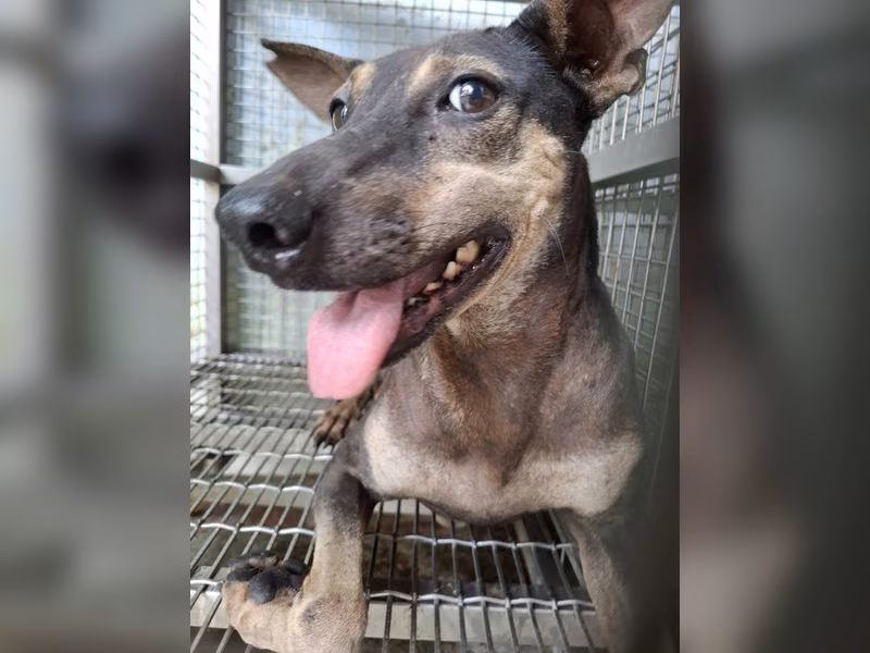 Black adult female mixed-breed dog, Medium, shelter no. …2-01