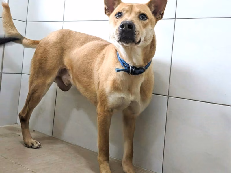Tan adult male mixed-breed dog, Medium, shelter no. …6001