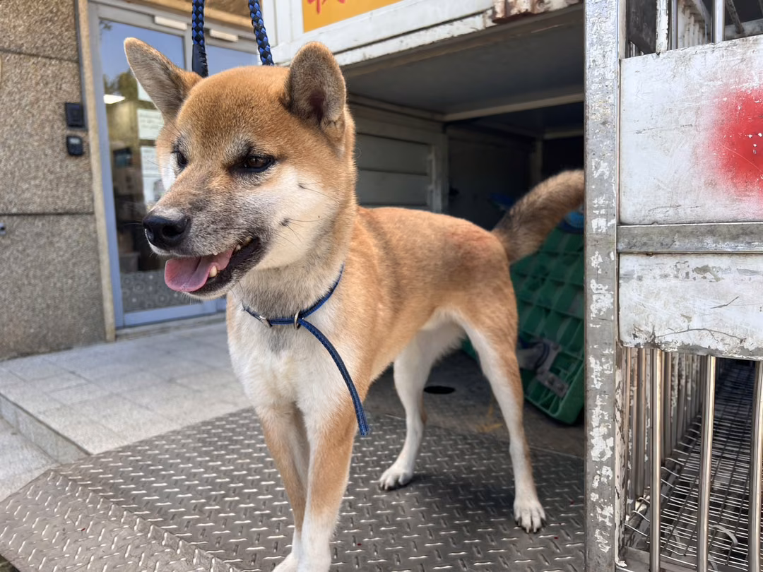 Tan adult male Shiba Inu, Medium, shelter no. …4001