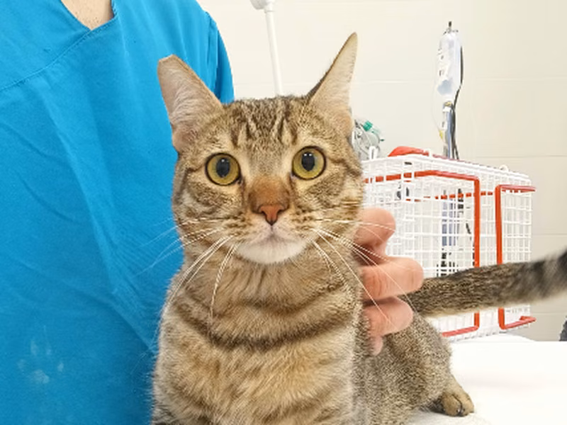Mistral、成犬・成猫 · オス · ヨーロピアンショートヘア