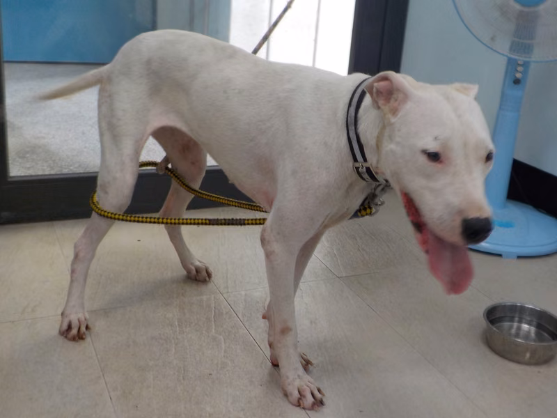 White adult female mixed-breed dog, Medium, shelter no. …6800