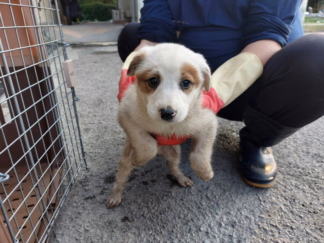 White young female mixed-breed dog, Medium, shelter no. …8001