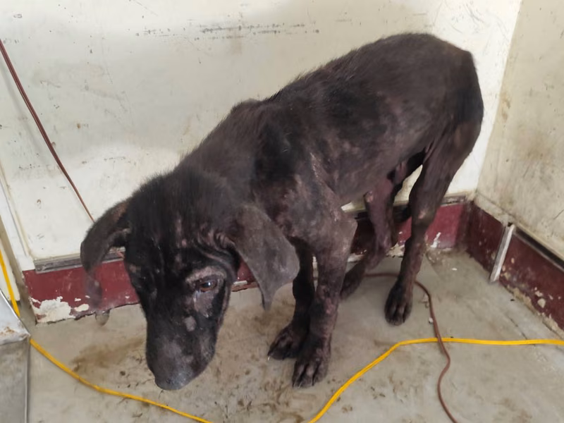 Black adult male mixed-breed dog, Large, shelter no. …0814