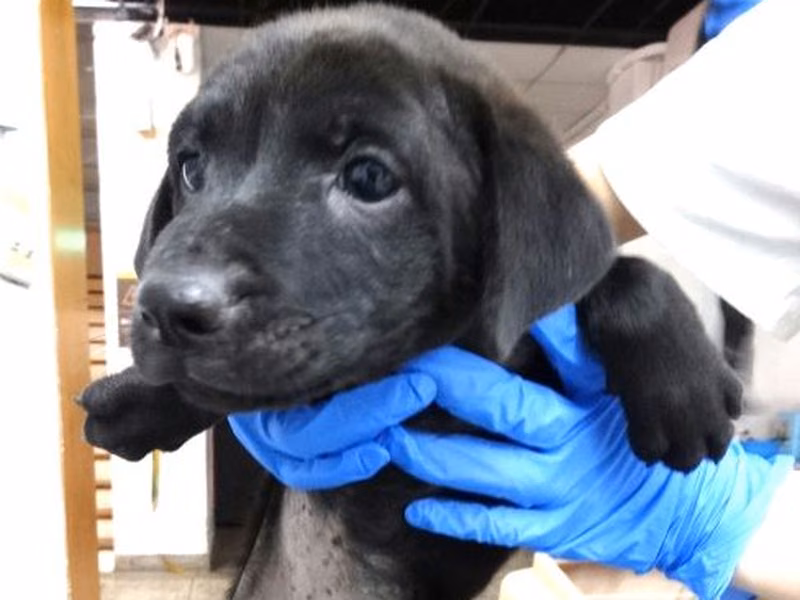 Black young female mixed-breed dog, Small, shelter no. …1704