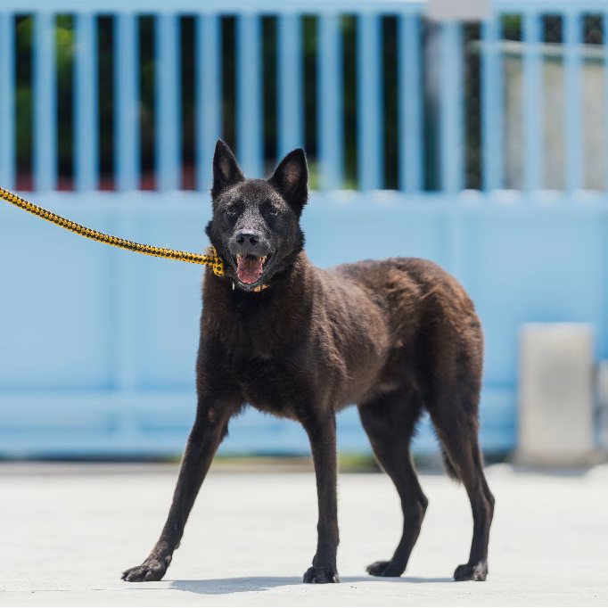 Black adult male mixed-breed dog, Medium, shelter no. …2002